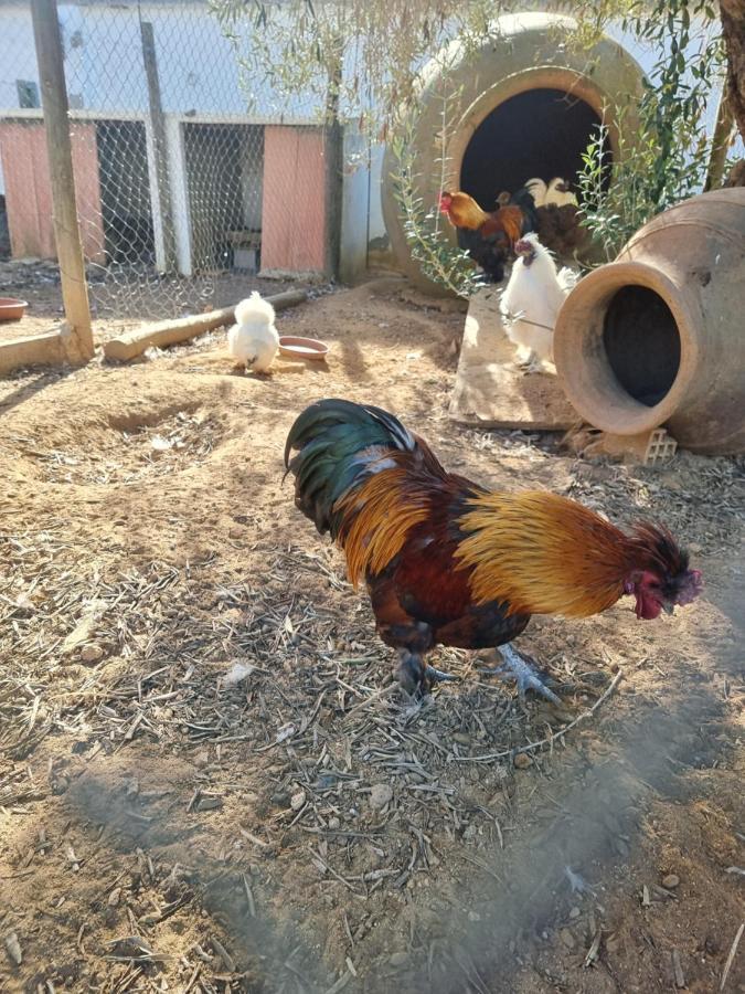 Finca Rural La Canera 16 Huespedes إشبيلية المظهر الخارجي الصورة